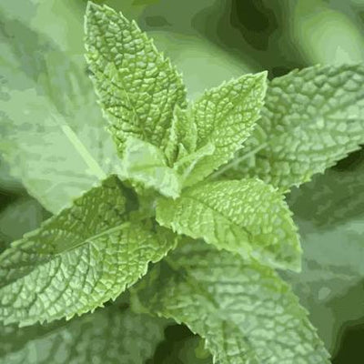 Peppermint Leaf 150 mg