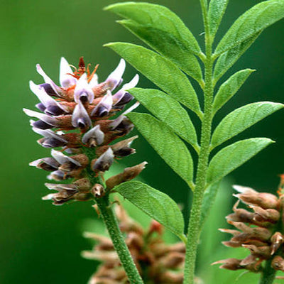 Licorice Root Extract 150 mg