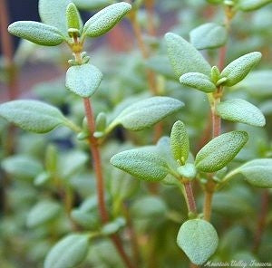Thyme Leaf Extract 250 mg